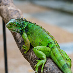 Grüner Leguan