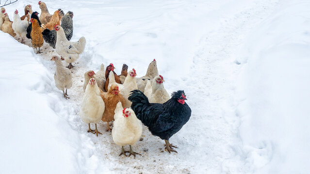 A group or flock of white colored leghorn and black cock crossbred free range egg laying hen chickens with white snow in the background on a rural farm in the winter season. Chicken farm concept.