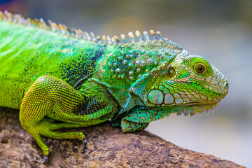 Grüner Leguan