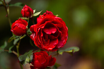 Beautiful red rose
