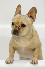 Sad Wet Clean Frenchie Ready to Come out of Bathtub