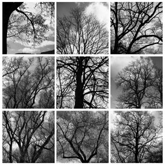 Baumstrukturen im Winter schwarzweiss
