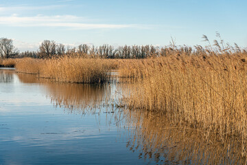 Smooth water in a Dutch nature reserve. The blue sky and the yellow plumes of reed are reflected in the water surface. It's a sunny day at the end of the winter season.