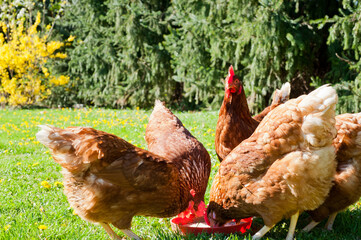  hens pecks food in meadow