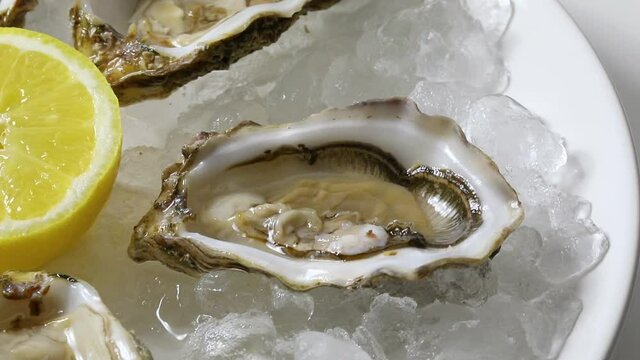 Plate with fresh raw Pacific oysters on ice close up