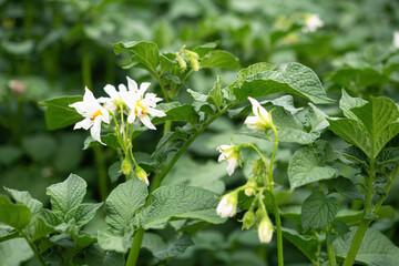 Fototapeta premium White flower of blooming potato plant. Beautiful white and yellow flowers of Solanum tuberosum in bloom growing in homemade garden. Close up. Organic farming, healthy food, BIO viands, back to nature.