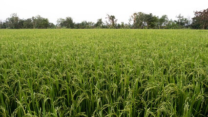 The farmers' stalks set off.