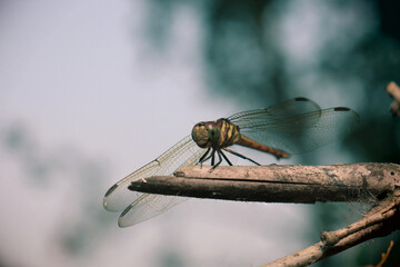 Dragonfly Its Style, Dragonfly Photography, 2021 Dragonfly Photo Library 