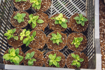 potting soil in large pots