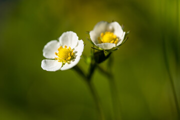 Obraz premium Erdbeerblüten 