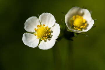 Obraz premium Erdbeerblüten 