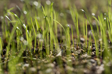 frisches Gras
