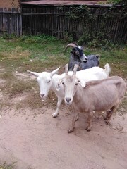 goat on the farm