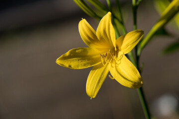 gelbe lilie  © Elinswelt
