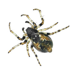 Orb-weaver spider, Cyclosa sierrae (Araneae: Araneidae) isolated on a white background