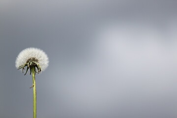 blooming dandelion in the left corner with a gray background and a place for text, Taraxacum officinale. 