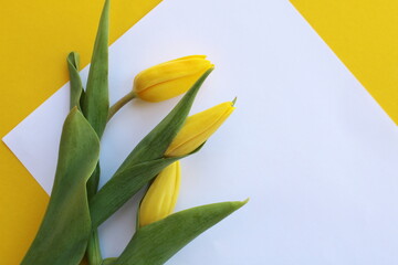 Three yellow tulips lie on a white sheet of paper on a yellow forna