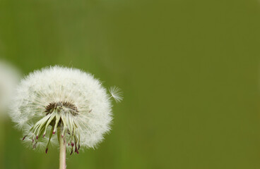blooming dandelion in the left corner with a green background and a place for text, Taraxacum officinale. 