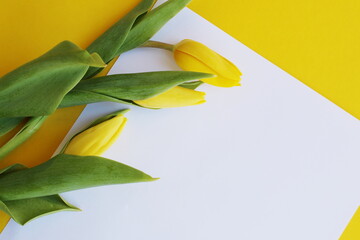 Fototapeta na wymiar Three yellow tulips lie on a white sheet of paper on a yellow forna