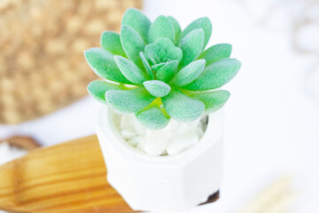 Beautiful Mini Cactus Succulents flat lay nature artistic vintage in a white concrete hexagonal pot and white stones and on a blurry artistic natural bright white background