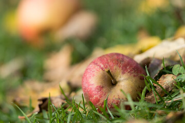 Apfel auf einer Wiese

