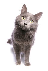 Blue pet cat in a studio isolated on a white background