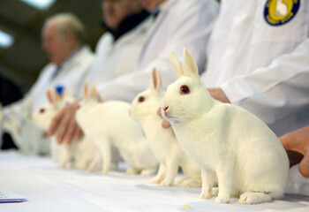 rabbit show