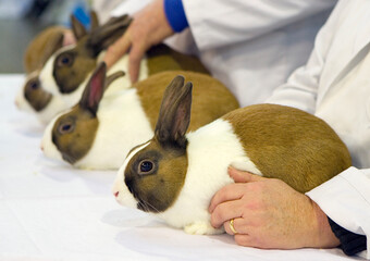 rabbit show