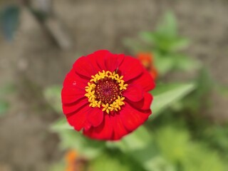 red poppy flower
