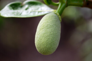 young jackfruit, khanun-on on tree