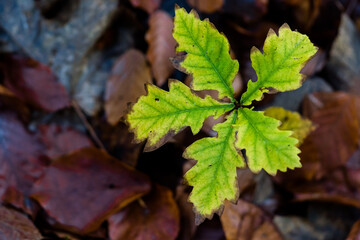 junge Eiche im Wald
