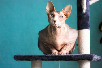 A beautiful grey Canadian Sphynx cat with blue eyes is sitting on a scratching tower and looking directly in the camera. Bald leather cat against a blue wall at sunny day. Lovely pets at home interior