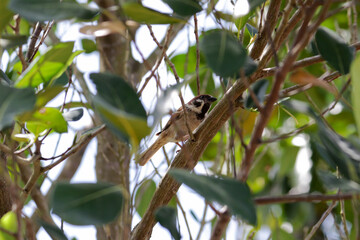 eurasian tree sparrow on tree