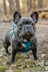 french bulldog puppy