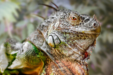 Obraz premium A big iguana lizard on green background.