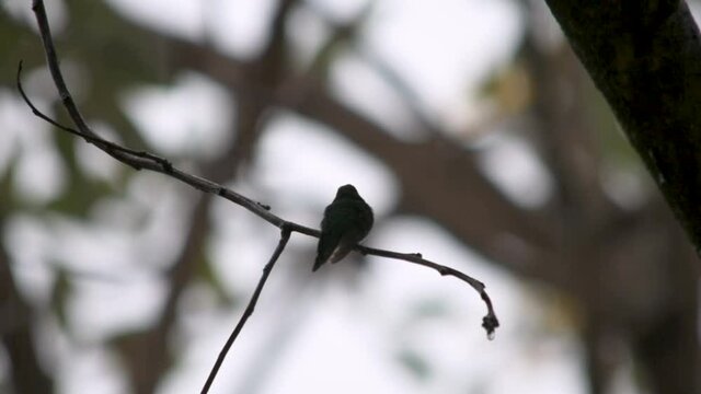 Colibr&iacute; posado bajo la lluvia, vida silvestre, fauna amazonica