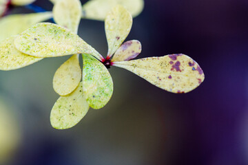 Bunte Farbstimmung im Siebentischwald