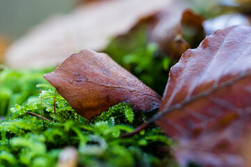 laub auf moos