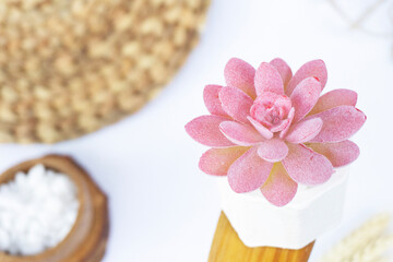 Beautiful Mini Cactus Succulents flat lay nature artistic vintage in a white concrete hexagonal pot and white stones and on a blurry artistic natural bright white background