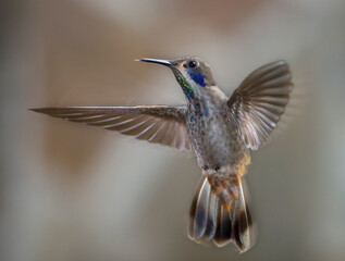 Fototapeta premium Brown Violetear