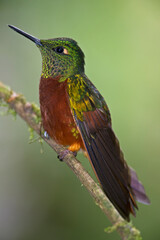 Chestnut-breasted Coronet 