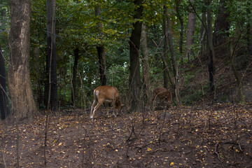 Obraz na płótnie Canvas A couple of young deer walking in the forest
