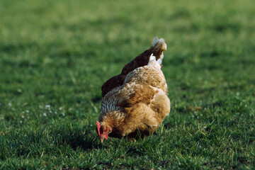 Fototapeta premium Brown chickens on a farm