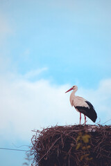 Beautiful white stork (Ciconia ciconia) . European white storks inside nest. Colorful wild bird background