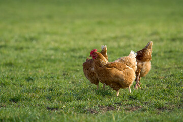 Brown chicken coop on a farm with grass