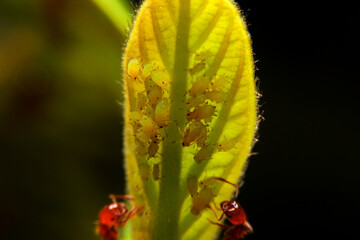 close-up ant and little insect on leaf