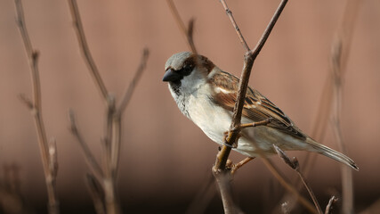 Sparrow bird on a branch