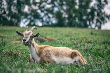 Portrait of a domestic goat lying in a field on the grass.