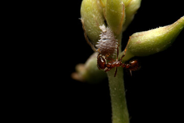 close-up ant on plant