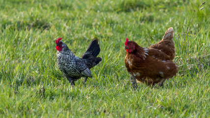 Naklejka na ściany i meble Brown chickens on a farm with a sebright looking chicken with beautiful plumage